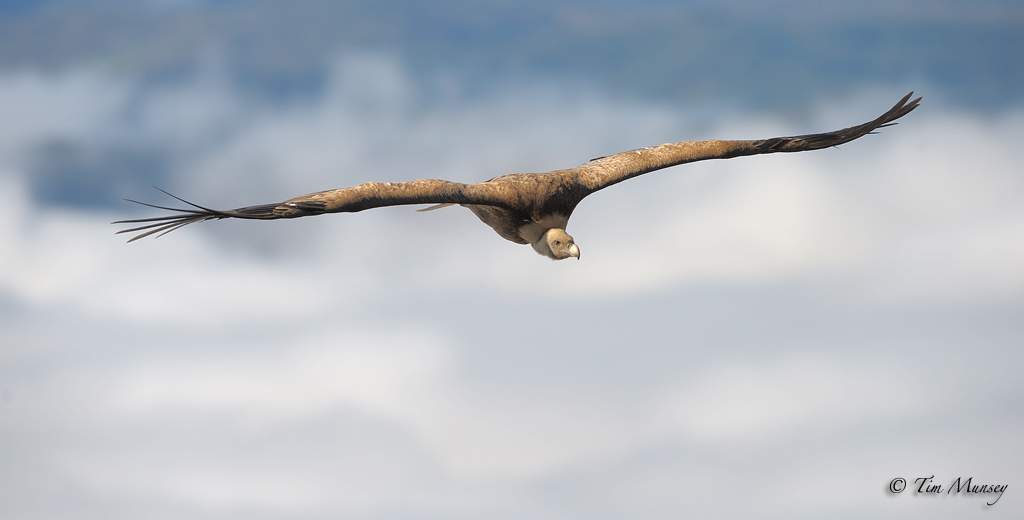 Griffin Vulture up high 2012